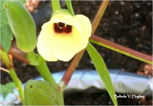 Okra Blossom